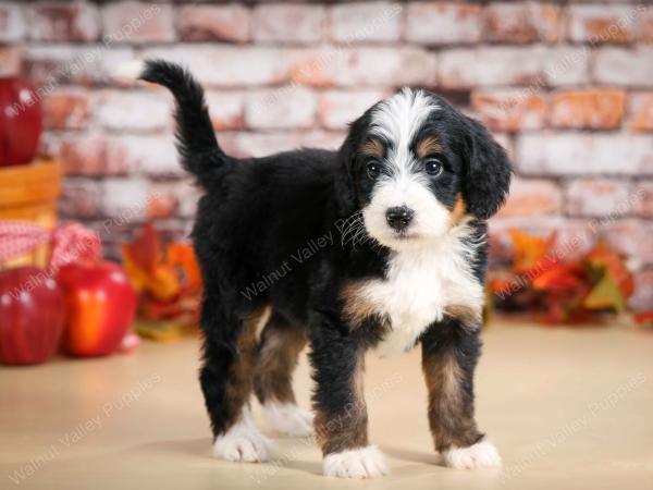 tri-colored female standard bernedoodle near Chicago Illinois