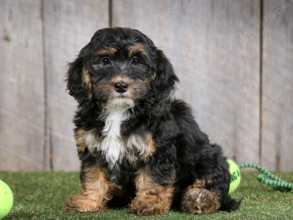 F1B mini bernedoodle near Chicago Illinois