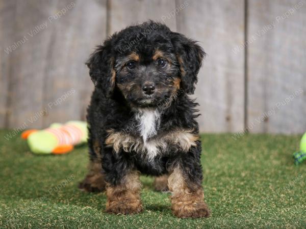 F1B mini bernedoodle near Chicago Illinois