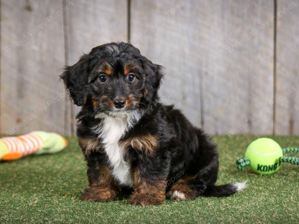 F1B mini bernedoodle near Chicago Illinois