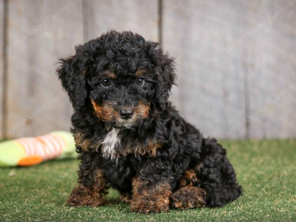 F1B mini bernedoodle near Chicago Illinois