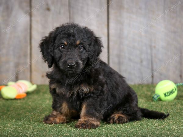 F1B mini bernedoodle near Chicago Illinois