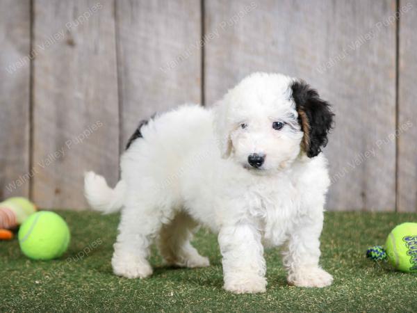 F1B mini bernedoodle near Chicago Illinois