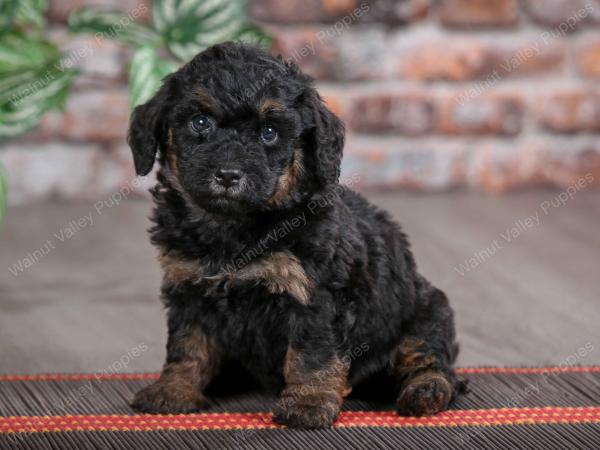 F1B mini bernedoodle near Chicago Illinois