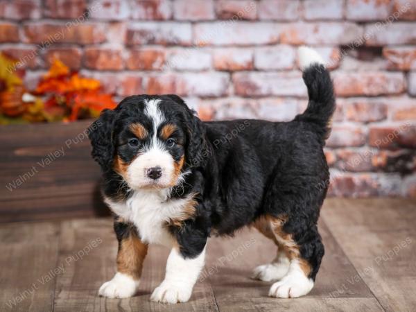 mini bernedoodle near Saint Louis MO