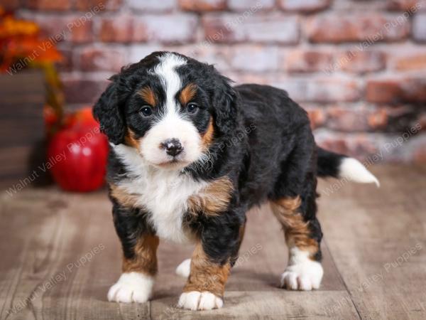 mini bernedoodle near Saint Louis MO