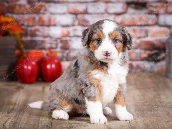 mini bernedoodle near Saint Louis MO