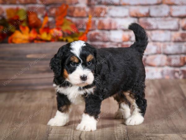 mini bernedoodle near Saint Louis MO