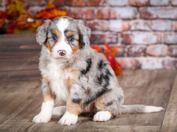 mini bernedoodle near Saint Louis MO