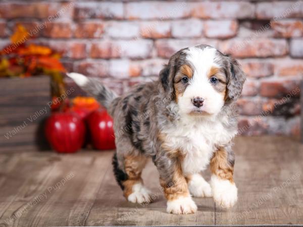 mini bernedoodle near Saint Louis MO