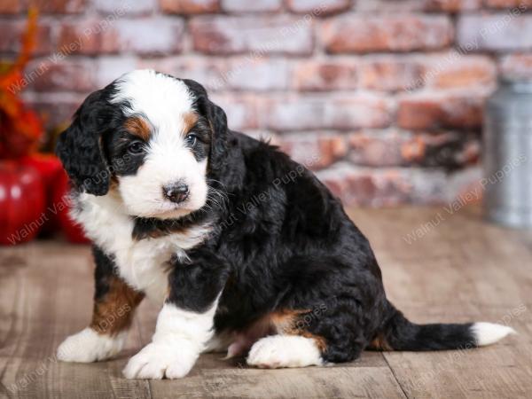 mini bernedoodle near Saint Louis MO