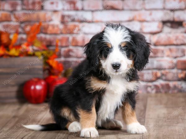 mini bernedoodle near Saint Louis MO