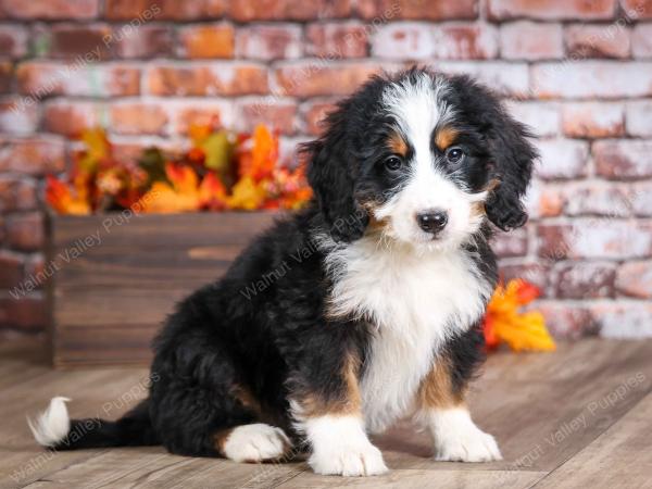 mini bernedoodle near Saint Louis MO