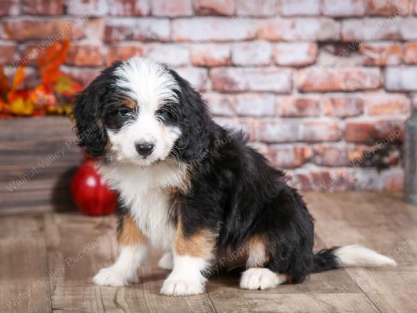 mini bernedoodle near Saint Louis MO