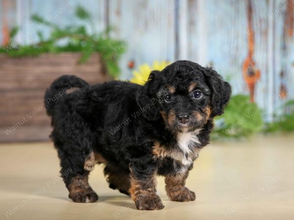 F1B mini bernedoodle near Chicago Illinois