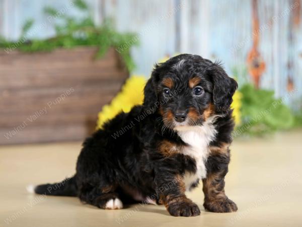 F1B mini bernedoodle near Chicago Illinois