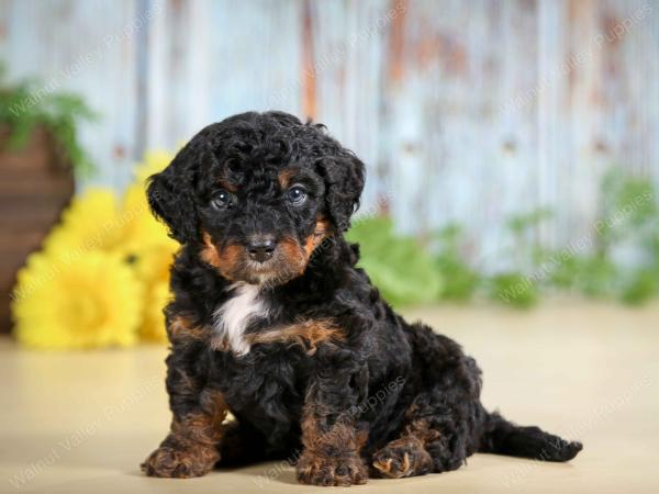 F1B mini bernedoodle near Chicago Illinois