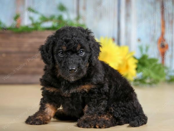 F1B mini bernedoodle near Chicago Illinois