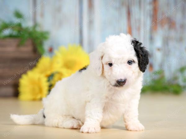 F1B mini bernedoodle near Chicago Illinois