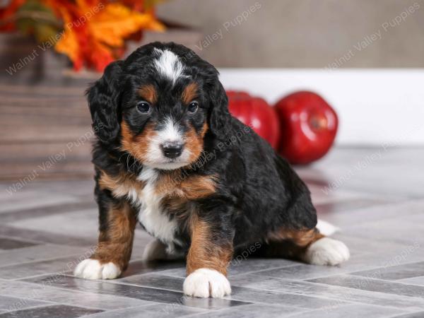 male mini bernedoodle near Chicago Illinois