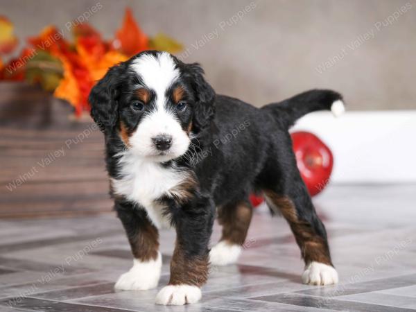 male mini bernedoodle near Chicago Illinois