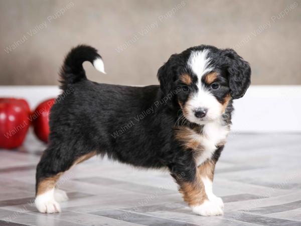 female mini bernedoodle near Chicago Illinois