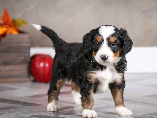 male mini bernedoodle near Chicago Illinois