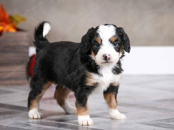 female mini bernedoodle near Chicago Illinois