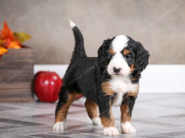 female mini bernedoodle near Chicago Illinois