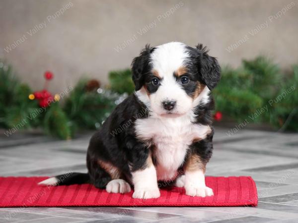 female mini bernedoodle near Chicago Illinois