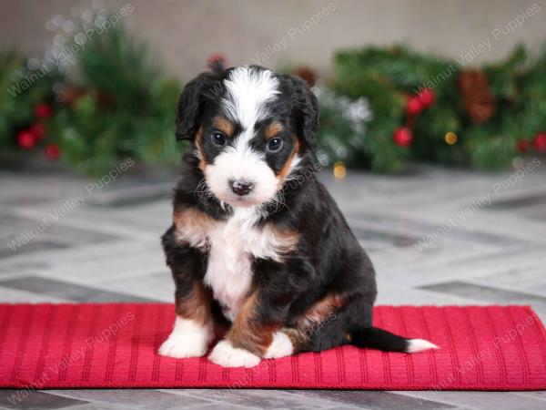 female mini bernedoodle near Chicago Illinois