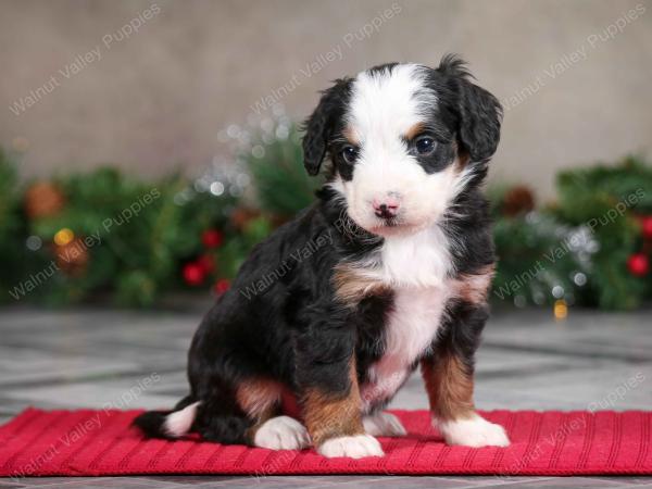 male mini bernedoodle near Chicago Illinois