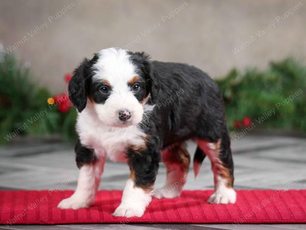 female mini bernedoodle near Chicago Illinois