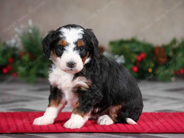 female mini bernedoodle near Chicago Illinois