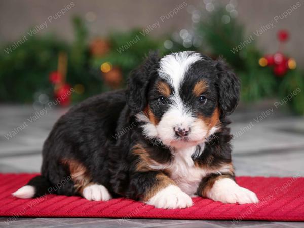 male mini bernedoodle near Chicago Illinois