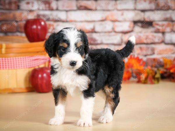 tri-colored male standard bernedoodle near Chicago Illinois