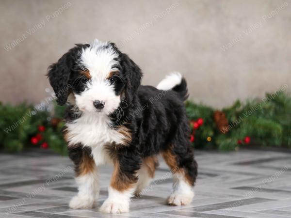 female mini bernedoodle near Chicago Illinois