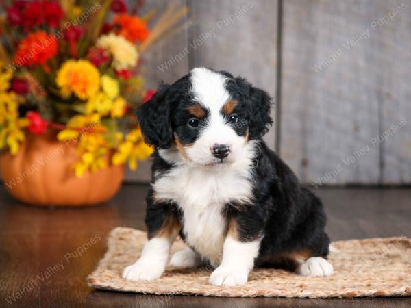 mini bernedoodle near Saint Louis MO
