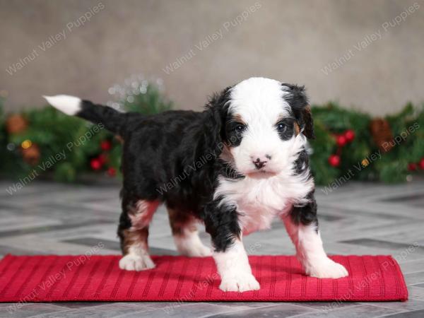 male mini bernedoodle near Chicago Illinois