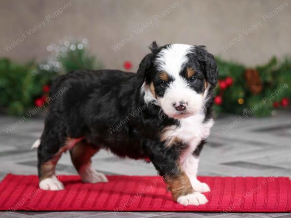 male mini bernedoodle near Chicago Illinois