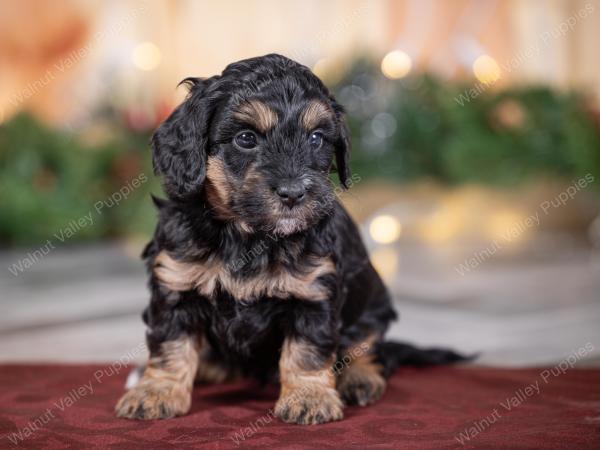 male tiny bernedoodle near St Louis Missouri