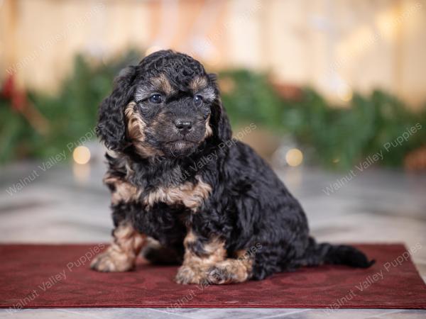 male tiny bernedoodle near St Louis Missouri