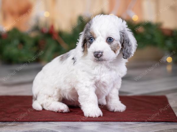 male tiny bernedoodle near St Louis Missouri