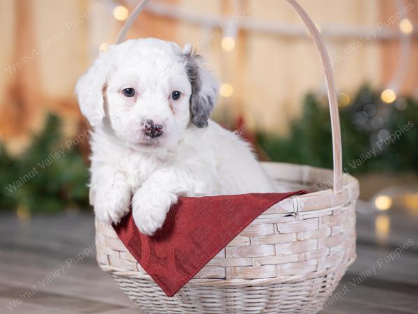 male tiny bernedoodle near Chicago Illinois 