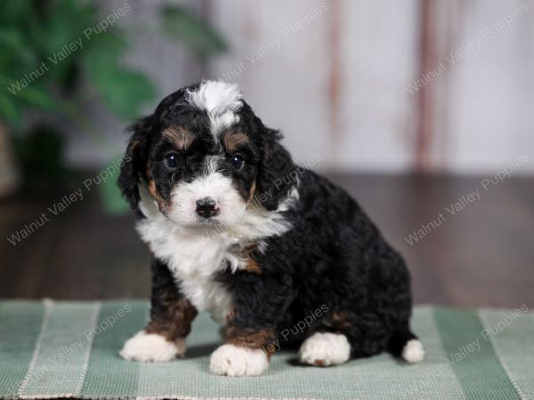 F1B mini bernedoodle near Chicago Illinois