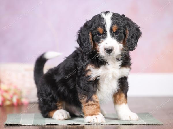 F1 mini bernedoodle near Chicago Illinois