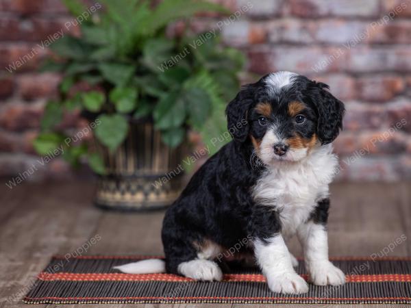 mini bernedoodle near Saint Louis MO