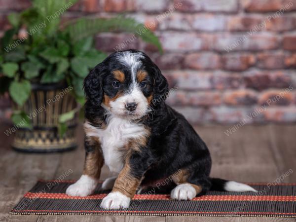 mini bernedoodle near Saint Louis MO