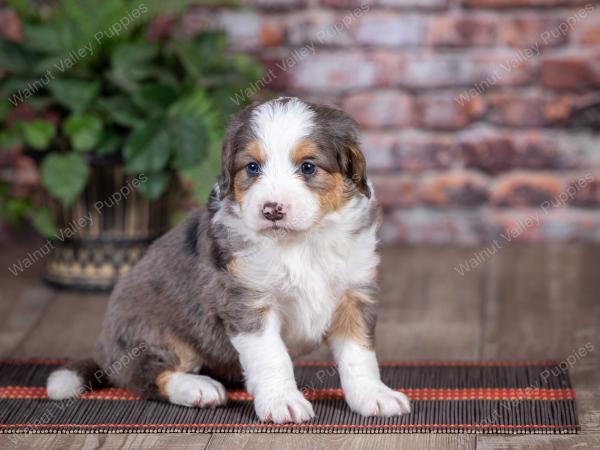 mini bernedoodle near Saint Louis MO