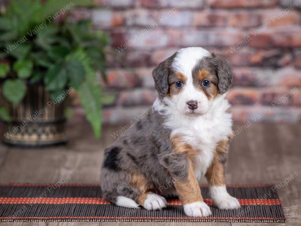 mini bernedoodle near Saint Louis MO